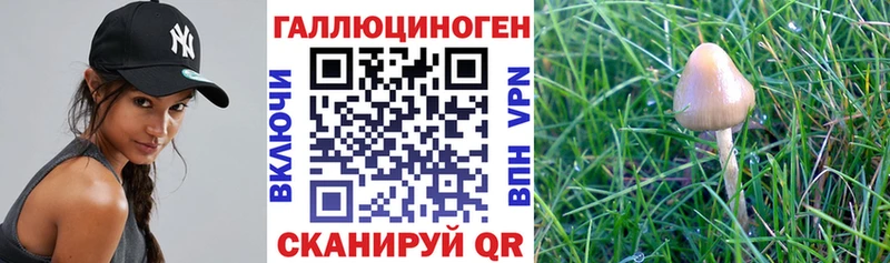 Псилоцибиновые грибы MAGIC MUSHROOMS Дедовск